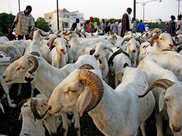 TABASKI: Voici la date de la fête du mouton au Sénégal