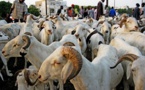 TABASKI: Voici la date de la fête du mouton au Sénégal